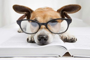 intelligent dog