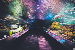24. Have an aquarium date.