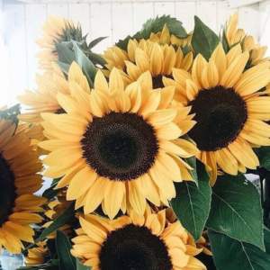 27. Grow Sunflowers